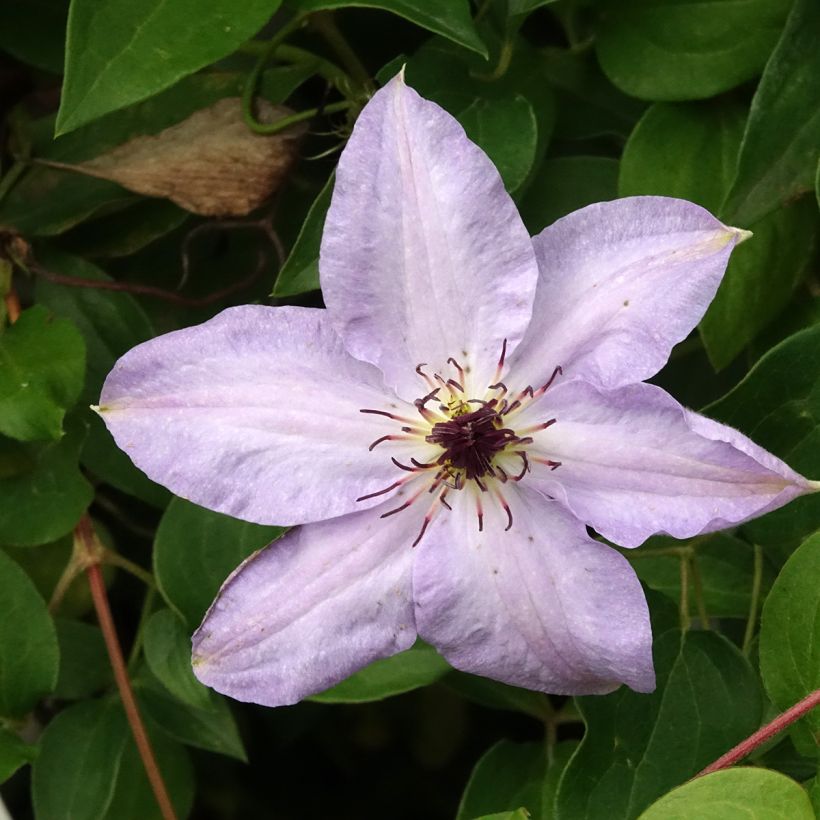 Clematis Myosotis (Floración)