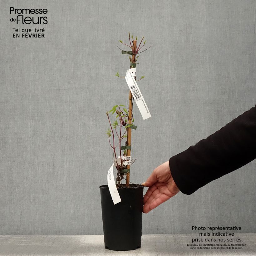 Clematis Tage Lundell Maceta 2L/3L Ejemplar entregado en invierno