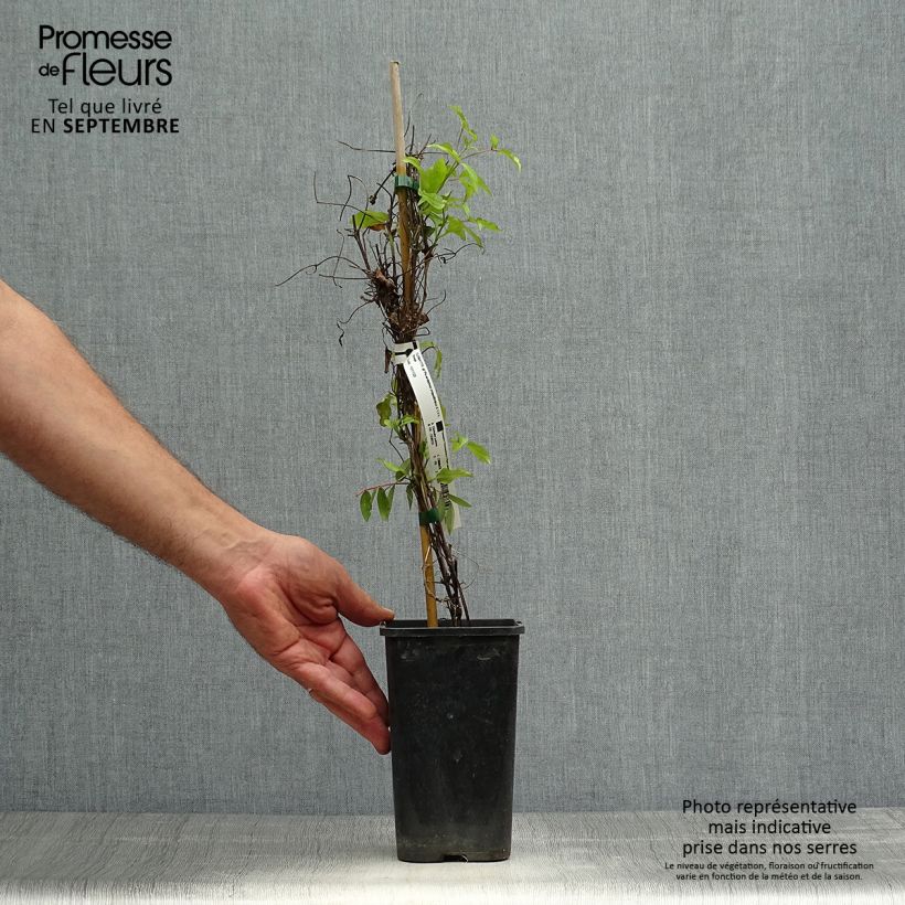 Ejemplar de Clematis Picardy Maceta 1,5L/2L entregado en otoño