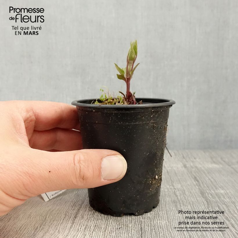 Clematis Piilu Maceta de 8/9 cm Ejemplar entregado en la primavera