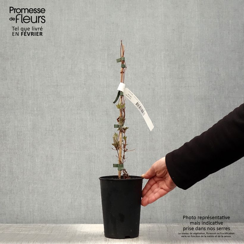 Clematis Piilu Maceta 2L/3L Ejemplar entregado en invierno