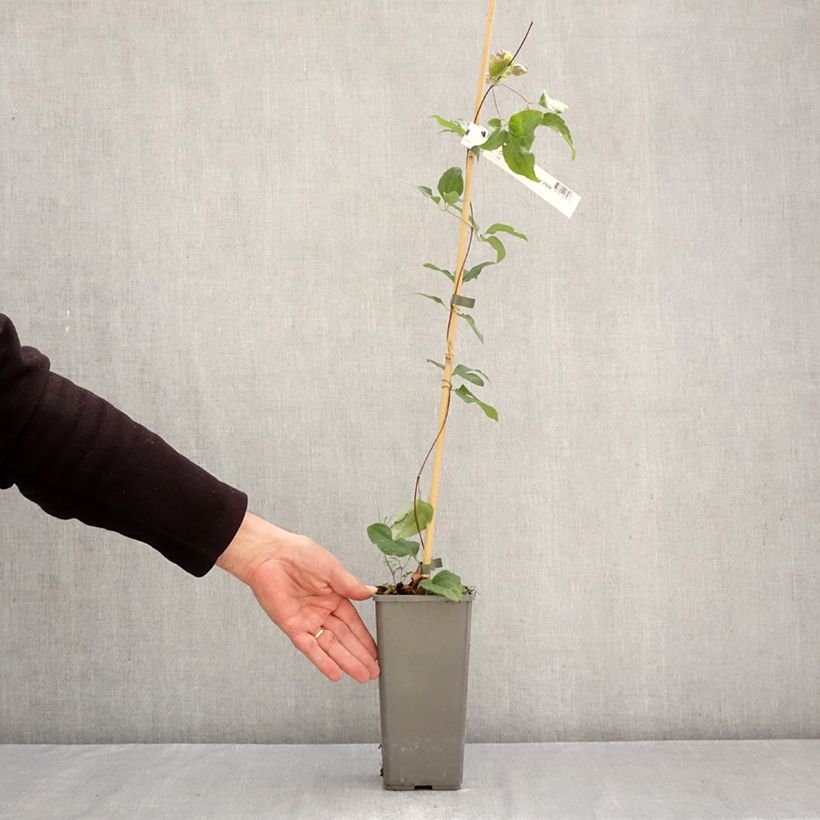 Ejemplar de Clematis Pistachio Cake Maceta 2L/3L entregado en otoño