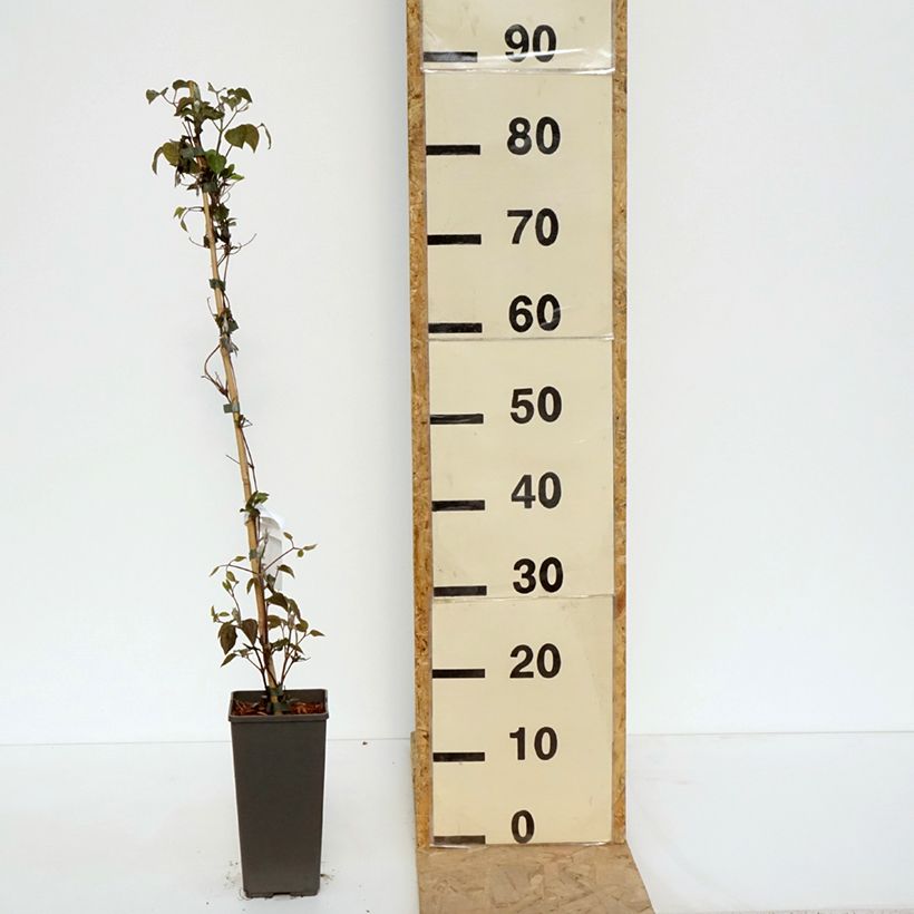 Clematis Pistachio Cake Maceta 2L/3L Ejemplar entregado en la primavera