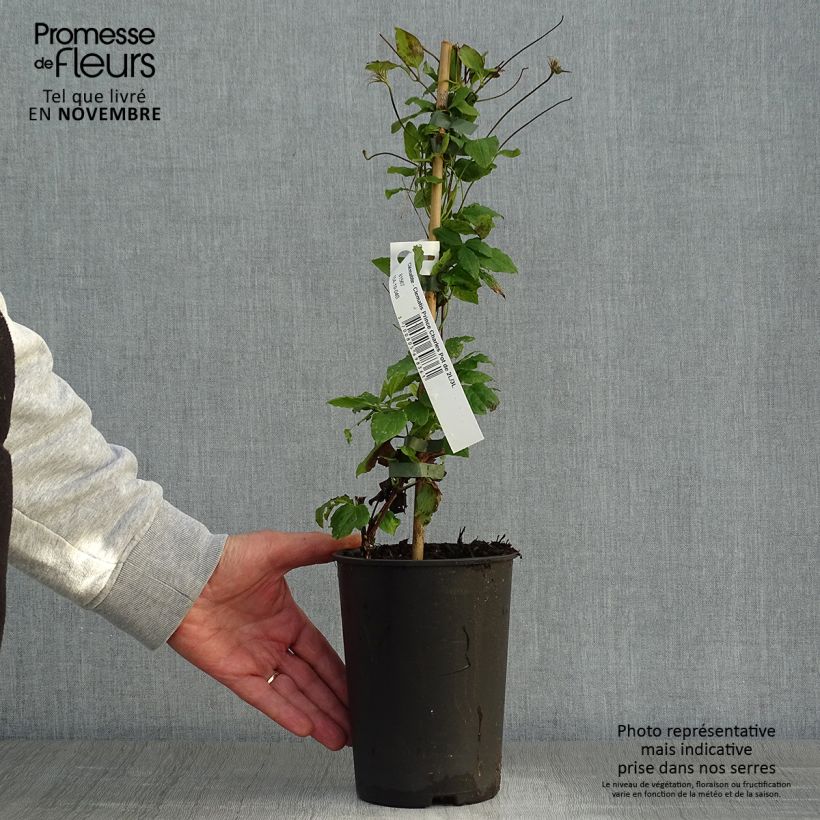 Ejemplar de Clematis Prince Charles Maceta 2L/3L entregado en otoño
