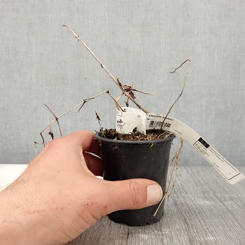 Clematis Proteus Maceta de 8/9 cm Ejemplar entregado en la primavera