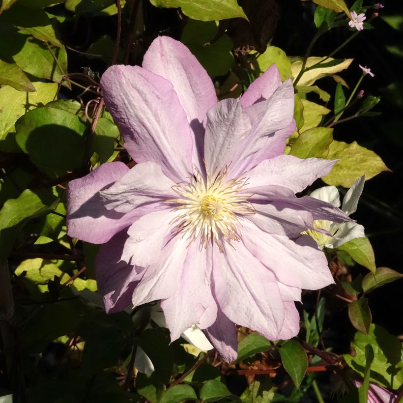 Clematis Proteus (Floración)