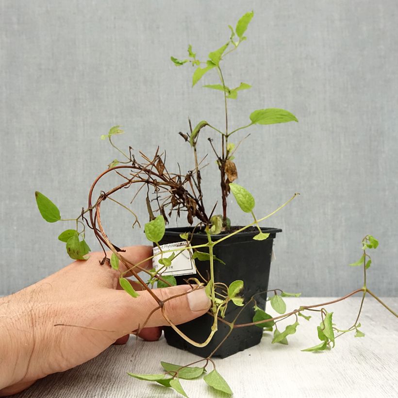 Clematis Rasputin Maceta de 8/9 cm Ejemplar entregado en la primavera