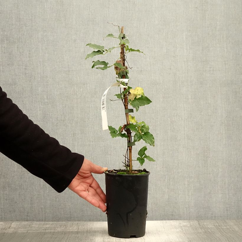 Ejemplar de Clematis Red Passion Maceta 2L/3L entregado en otoño