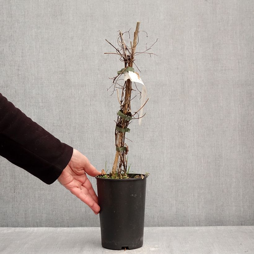 Clematis Red Passion Maceta 2L/3L Ejemplar entregado en invierno