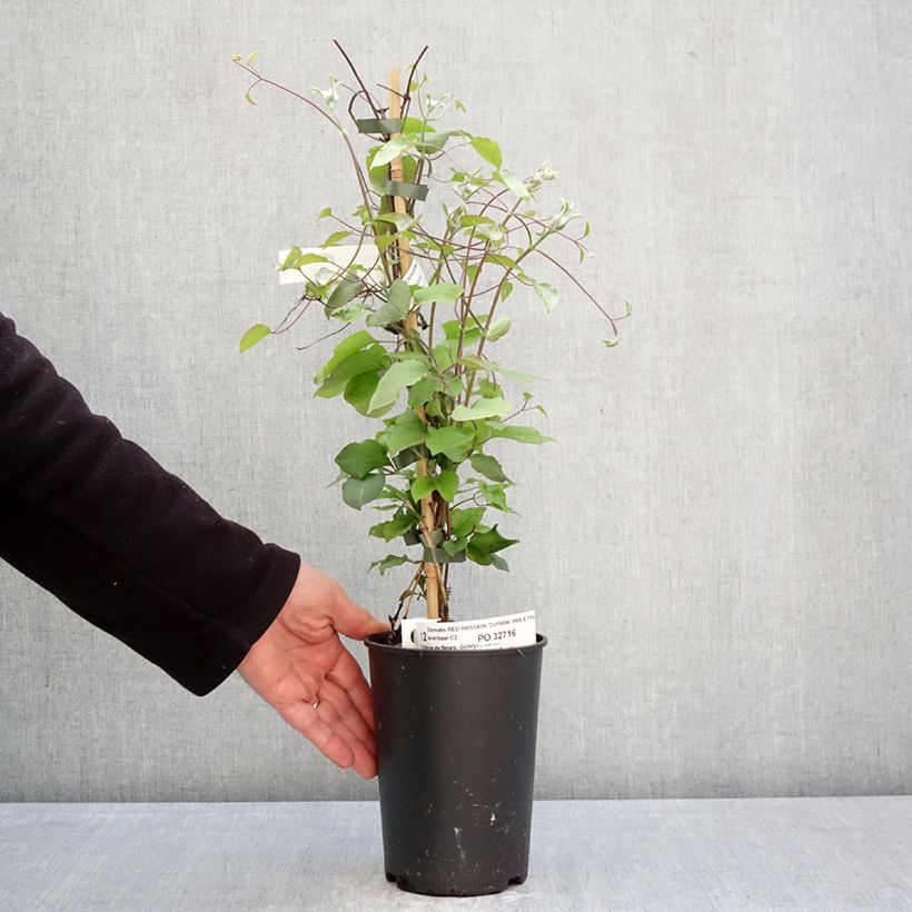 Clematis Red Passion Maceta 2L/3L Ejemplar entregado en la primavera