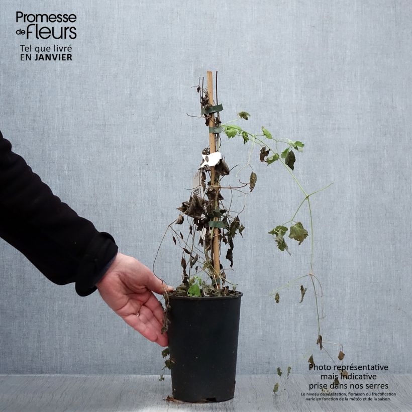 Clematis rehderiana Maceta 2L/3L Ejemplar entregado en invierno