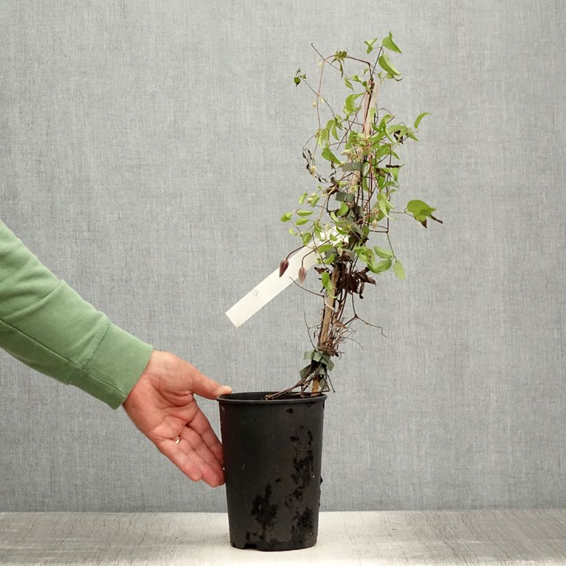 Ejemplar de Clematis Ruutel Maceta 2L/3L entregado en verano