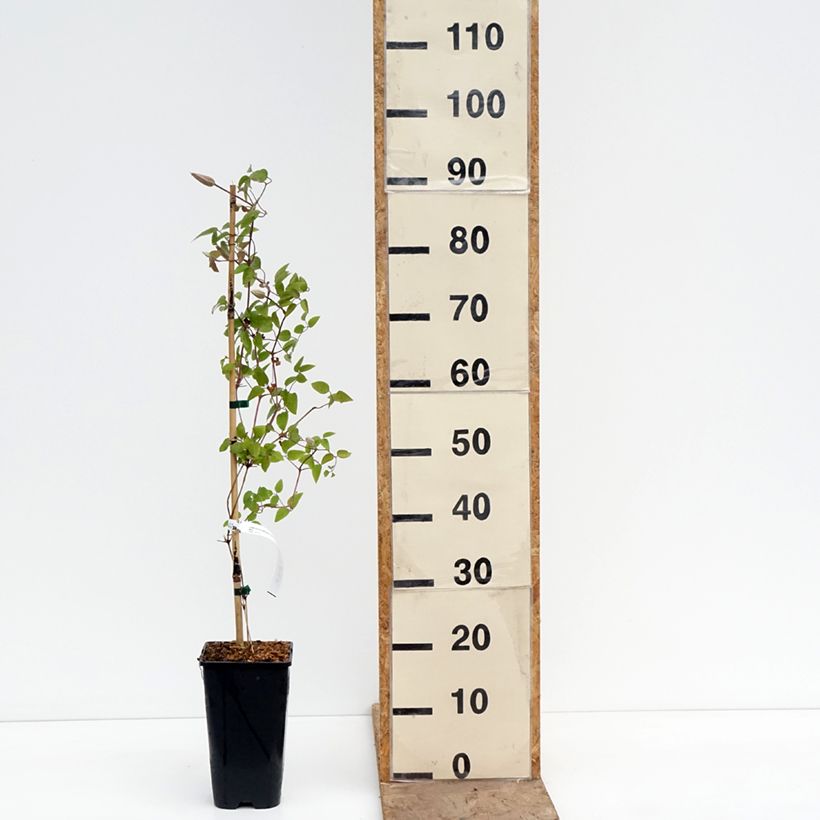 Clematis Samaritan Jo Evipo075 Maceta 2L/3L Ejemplar entregado en la primavera