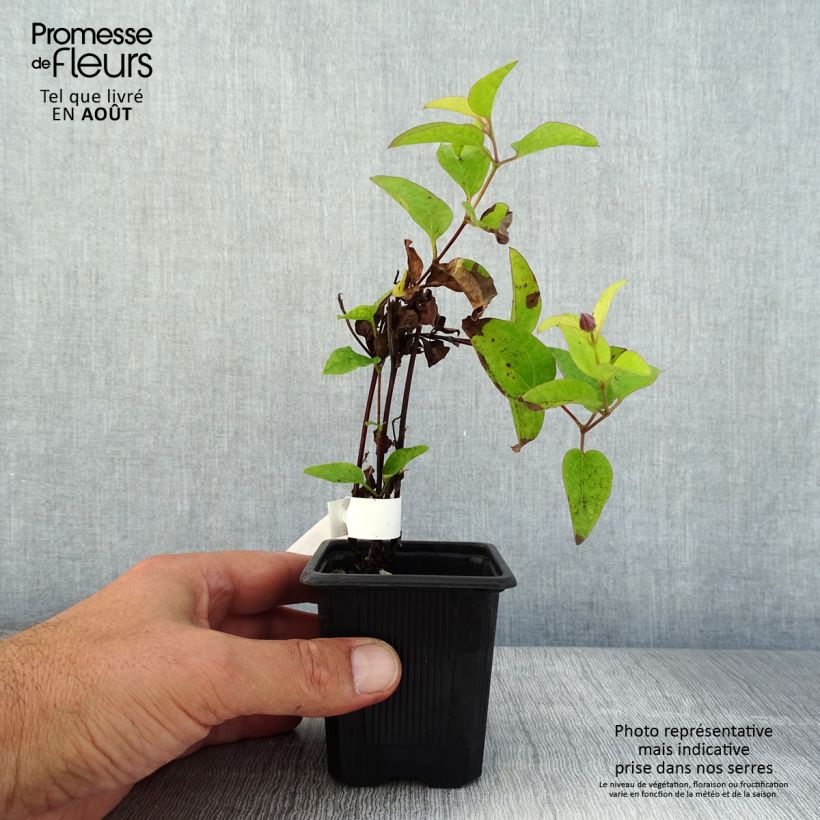 Ejemplar de Clematis Saphyra Estrella Maceta de 8/9 cm entregado en verano