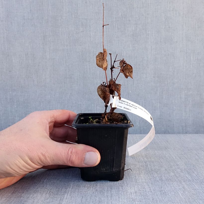 Clematis Saphyra Estrella Maceta de 8/9 cm Ejemplar entregado en invierno