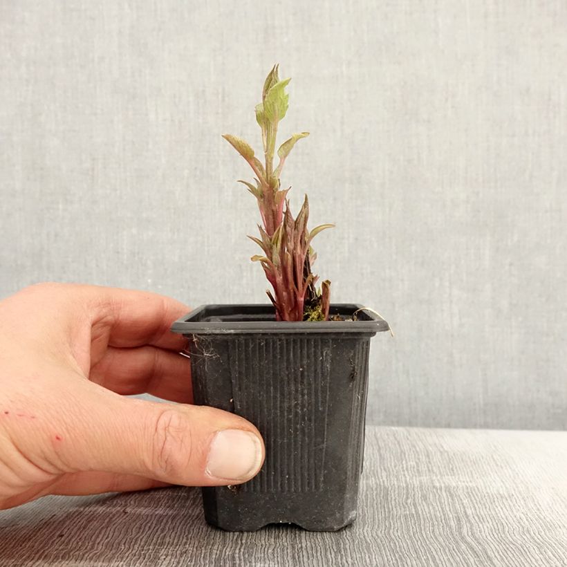 Clematis Saphyra Estrella Maceta de 8/9 cm Ejemplar entregado en la primavera