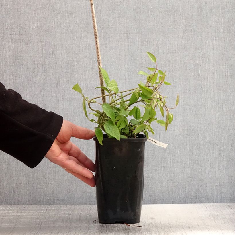 Clematis Saphyra Estrella Maceta 1,5L/2L Ejemplar entregado en la primavera