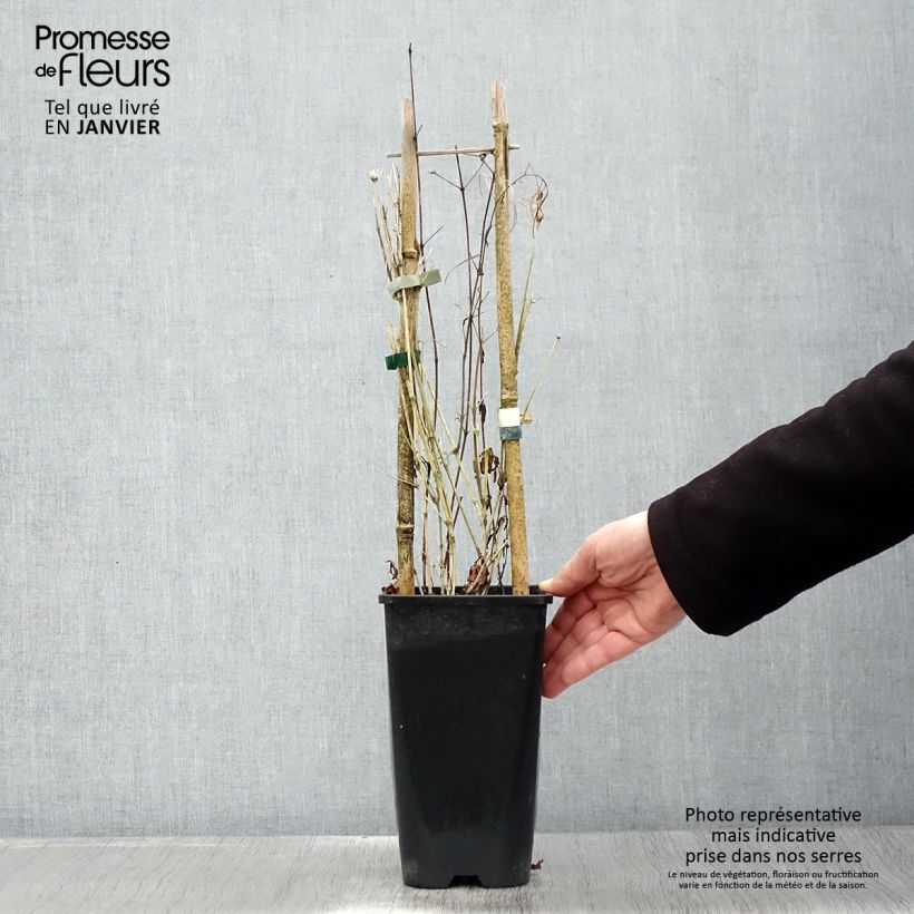 Clematis Saphyra Maceta 2L/3L Ejemplar entregado en invierno