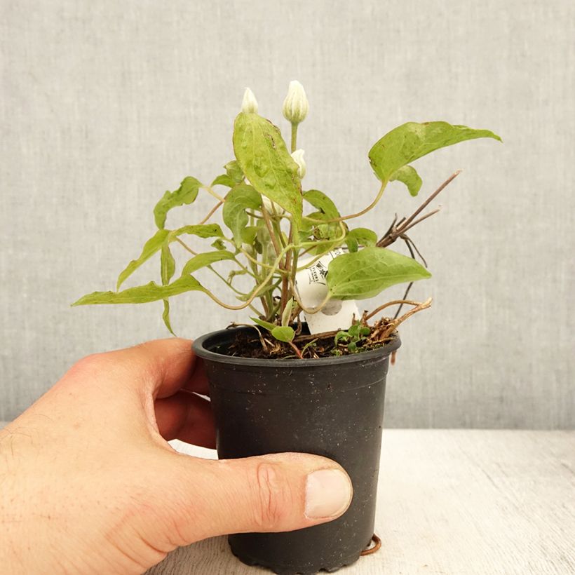 Clematis Snow Queen Maceta de 8/9 cm Ejemplar entregado en la primavera