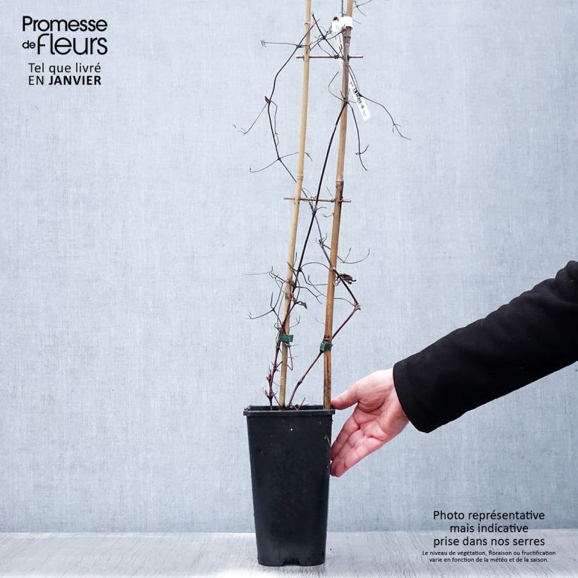Clematis Solidarnosc Maceta 2L/3L Ejemplar entregado en invierno