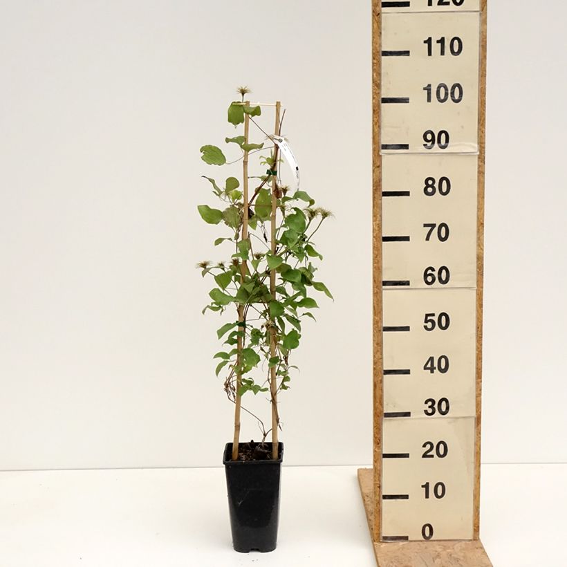 Clematis Solidarnosc Maceta 2L/3L Ejemplar entregado en la primavera