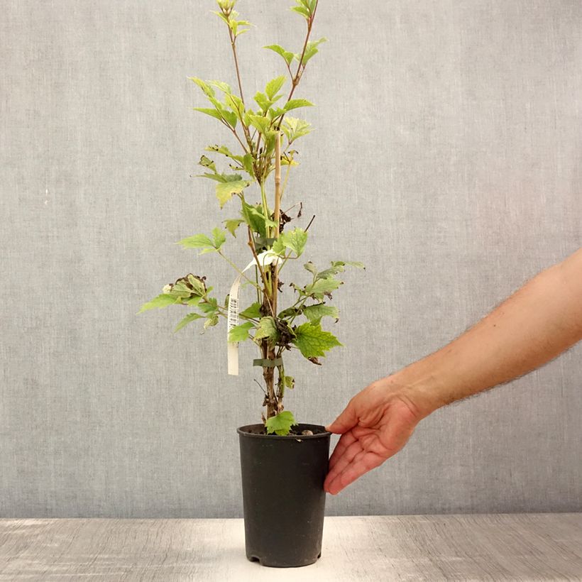 Ejemplar de Clematis stans Maceta 2L/3L entregado en verano