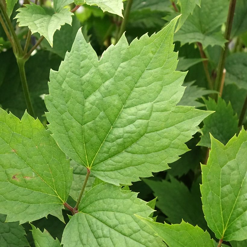 Clematis stans (Follaje)