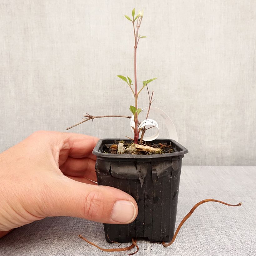 Clematis Star of India Maceta de 8/9 cm Ejemplar entregado en la primavera