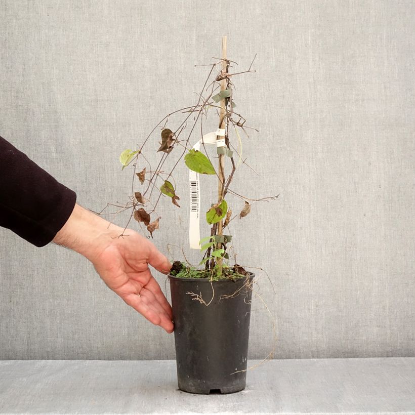 Ejemplar de Clematis Star of India Maceta 2L/3L entregado en otoño