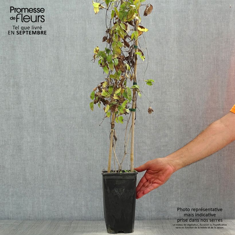 Ejemplar de Clematis Sunset Maceta 2L/3L entregado en verano