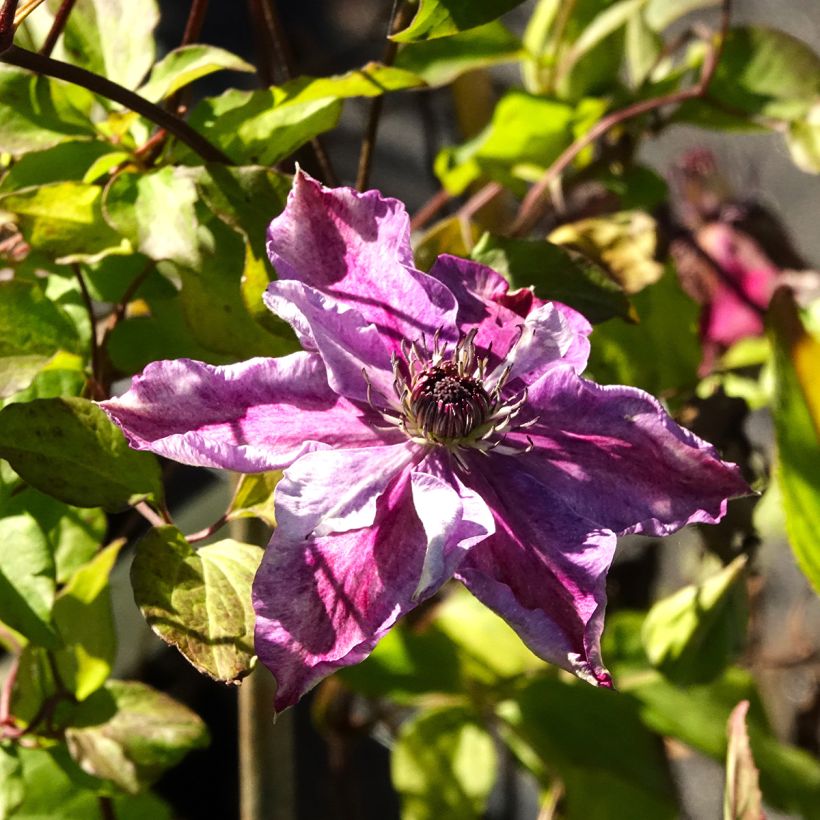 Clematis Super Cute (Floración)