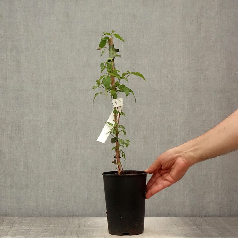 Ejemplar de Clematis Taiga Maceta 1,5L/2L entregado en verano