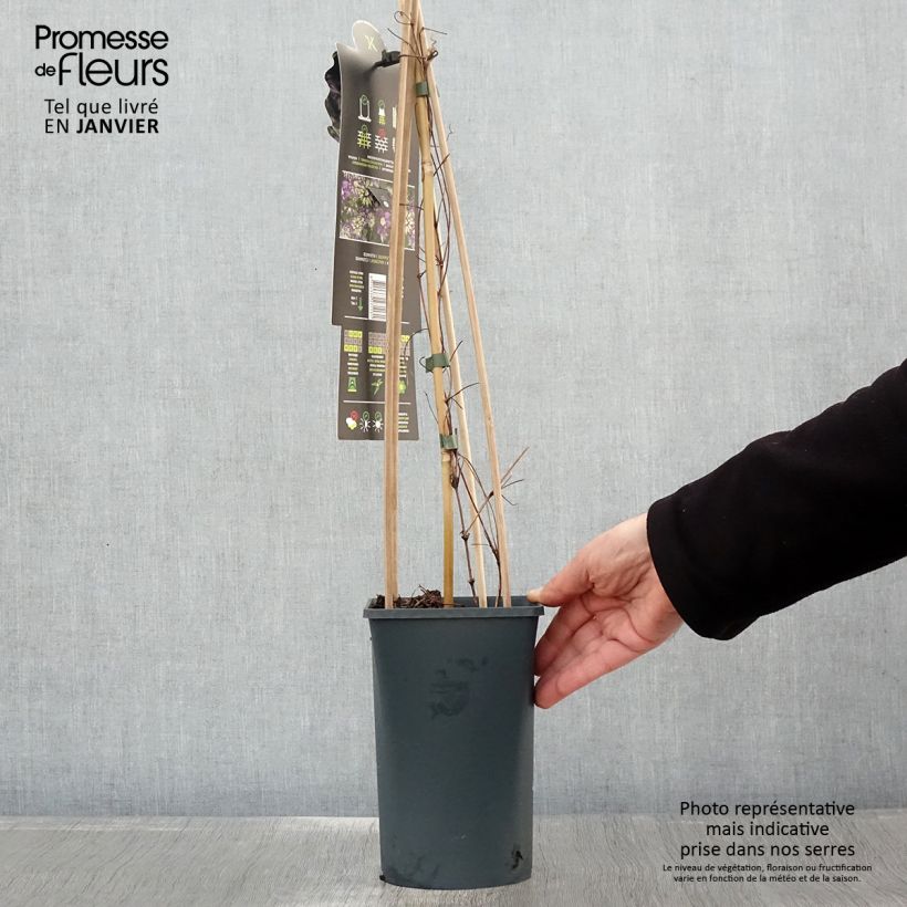 Clematis Taiga Maceta 1,5L/2L Ejemplar entregado en invierno