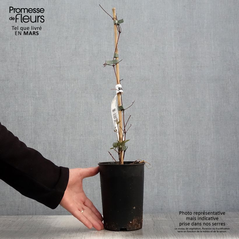 Clematis Taiga Maceta 1,5L/2L Ejemplar entregado en la primavera