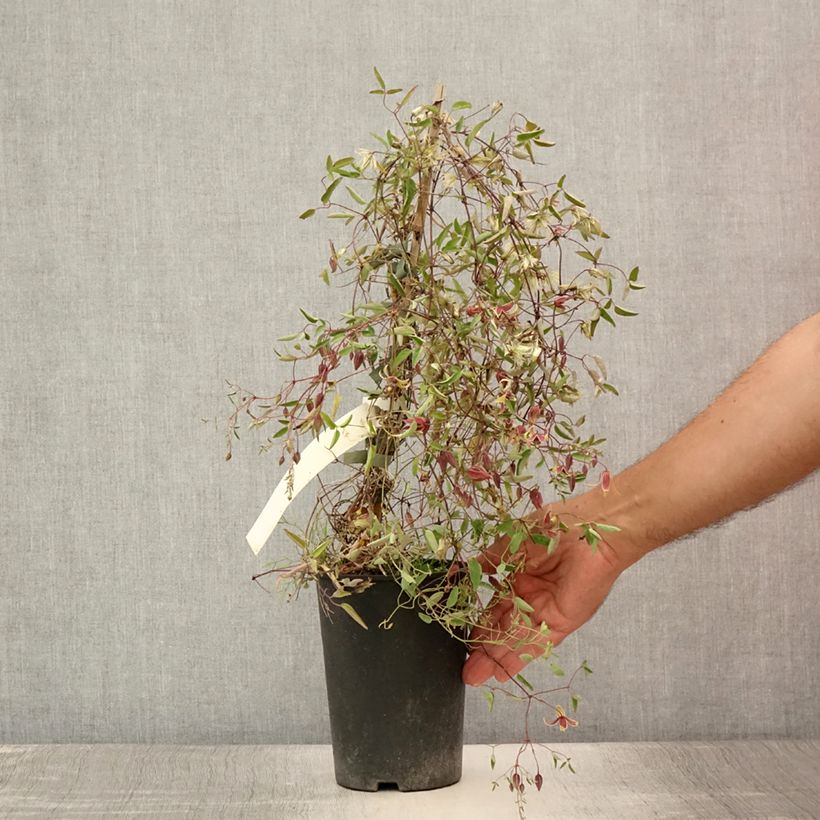 Ejemplar de Clematis tangutica My Angel Maceta 2L/3L entregado en verano