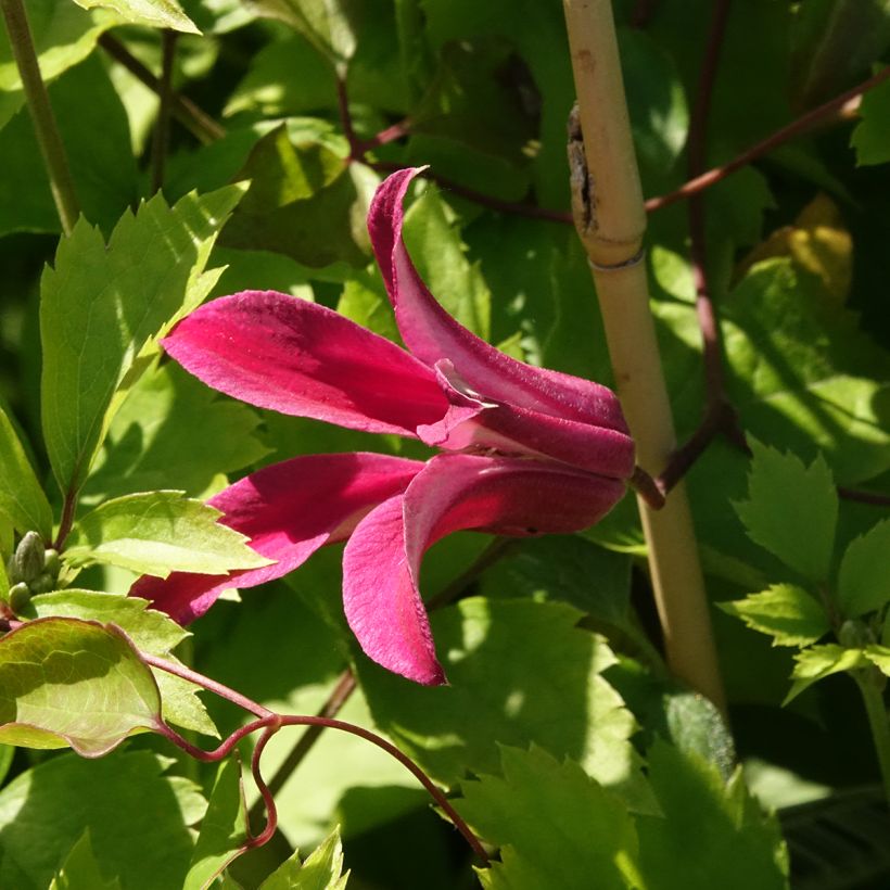 Clematis texensis Duchess of Albany - Flor de cuero escarlata (Floración)