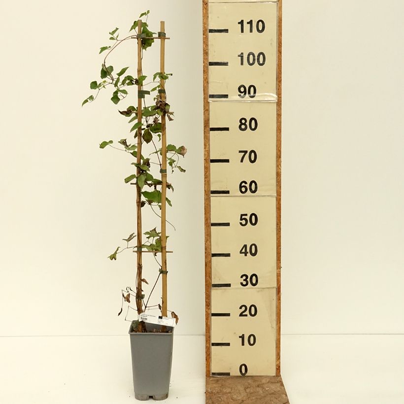 Ejemplar de Clematis texensis Notre-Dame de Paris - Flor de cuero escarlata Maceta 3L/4L entregado en verano