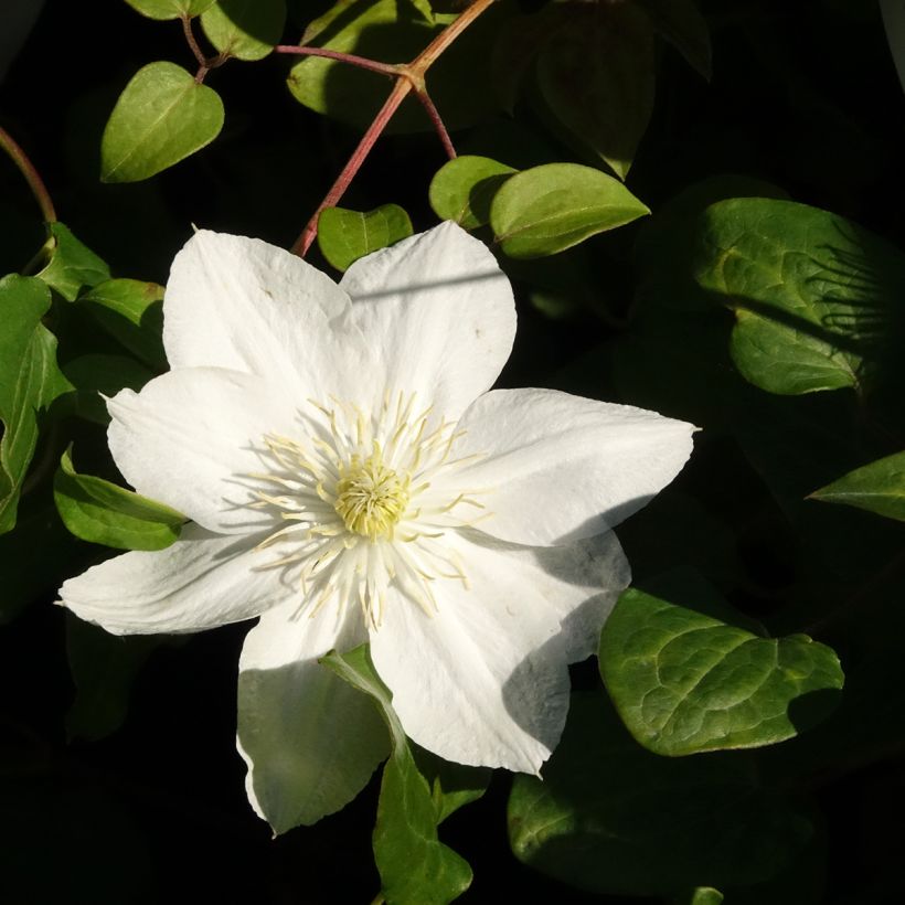 Clematis The Bride (Floración)