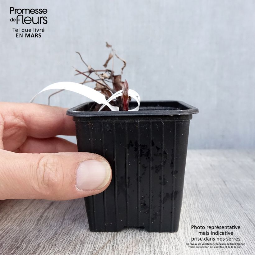 Clematis The President Maceta de 8/9 cm Ejemplar entregado en la primavera