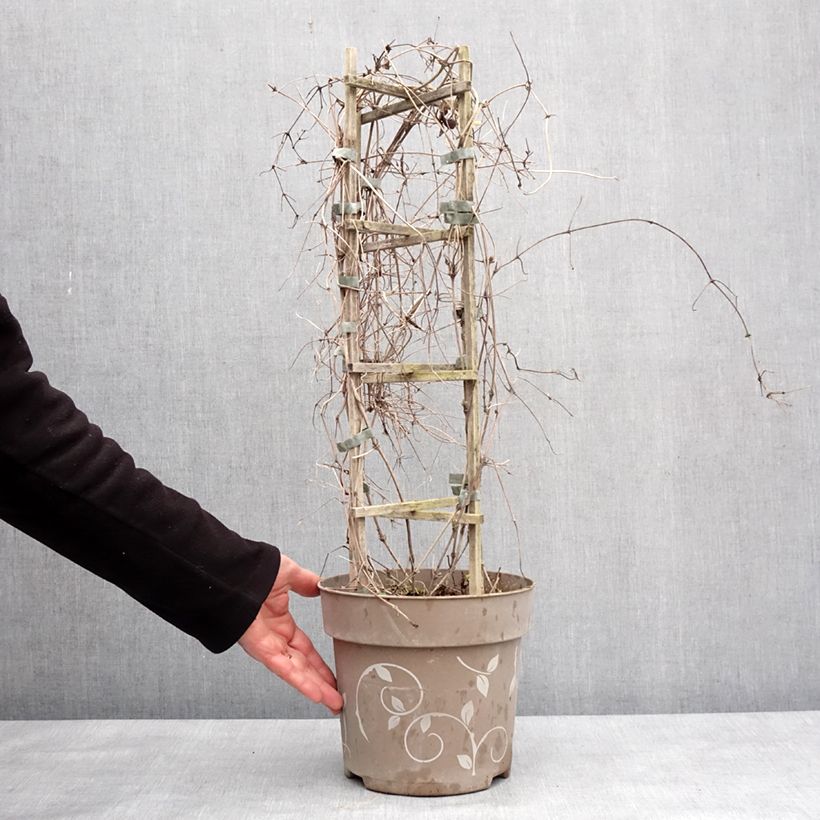 Clematis Mix Tricolor Maceta 6L/7L Ejemplar entregado en invierno