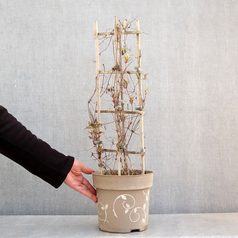 Clematis Mix Tricolor Maceta 6L/7L Ejemplar entregado en la primavera