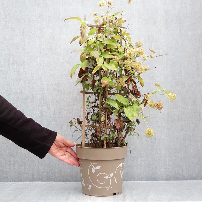Ejemplar de Clematis Mix Blue Maceta 6L/7L entregado en otoño