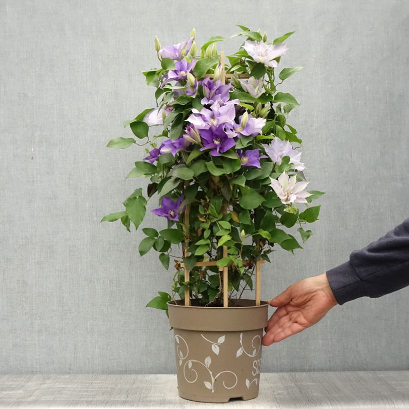 Clematis Mix Blue Maceta 6L/7L Ejemplar entregado en la primavera