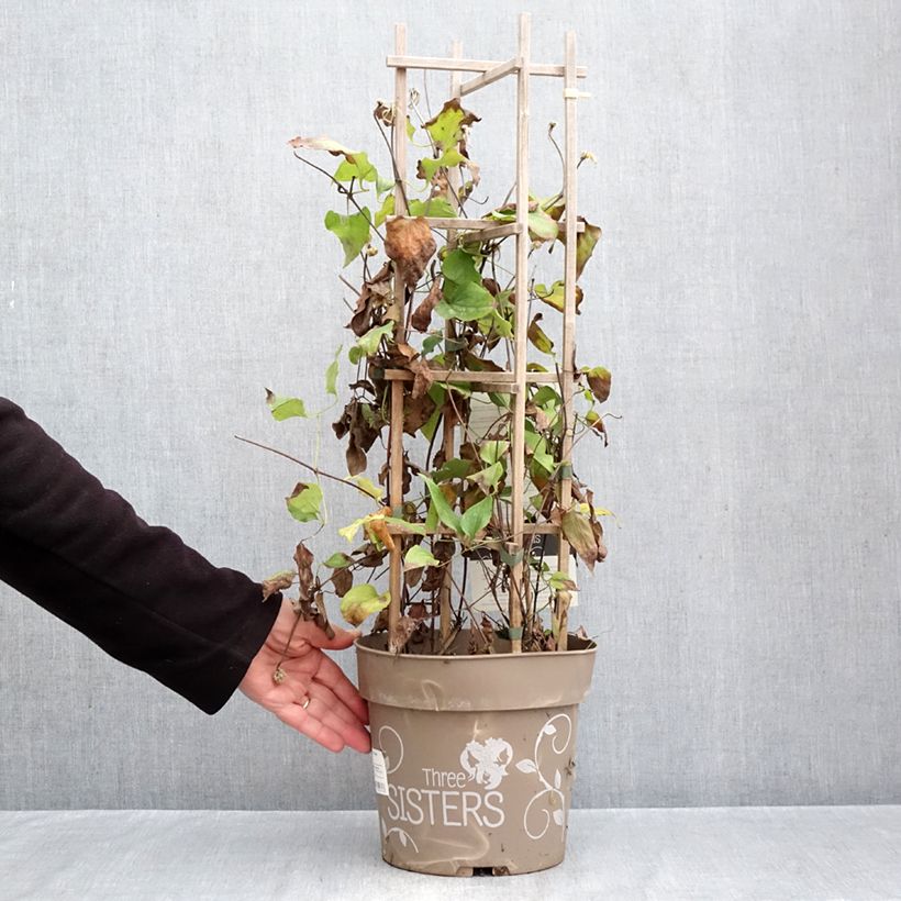 Ejemplar de Clematis Mix Maceta 6L/7L entregado en otoño