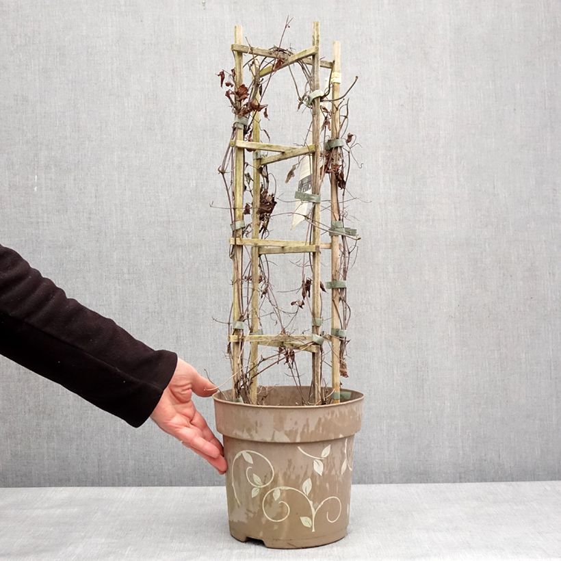 Clematis Mix Maceta 6L/7L Ejemplar entregado en invierno