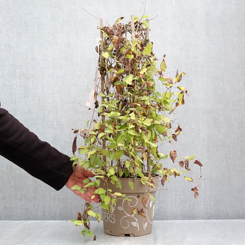 Ejemplar de Clematis Mix Red Maceta 6L/7L entregado en otoño