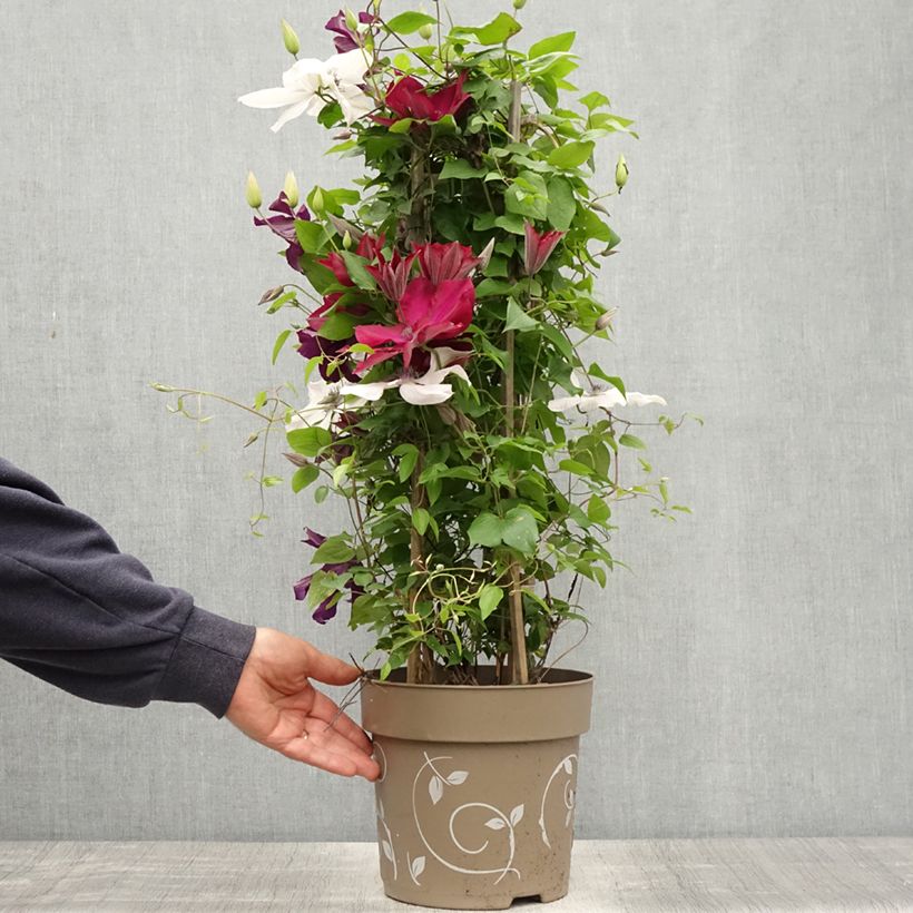 Clematis Mix Red Maceta 6L/7L Ejemplar entregado en la primavera