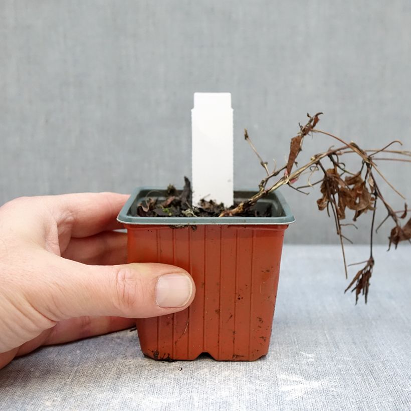 Clématite - Clematis Tumaini Maceta de 8/9 cm Ejemplar entregado en invierno