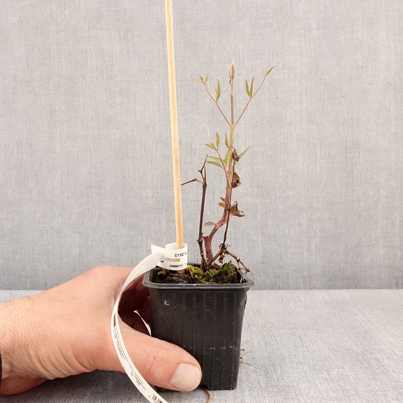 Clematis Ville de Lyon Maceta de 8/9 cm Ejemplar entregado en la primavera