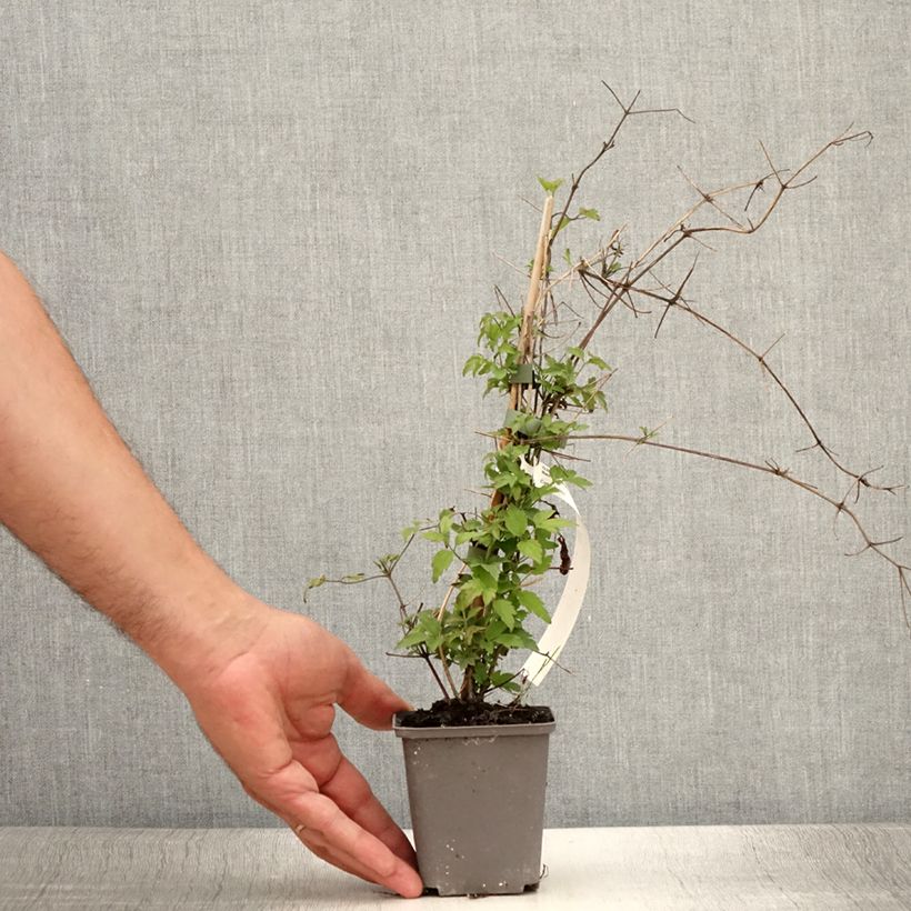 Ejemplar de Clematis vitalba Maceta de 8/9 cm entregado en verano
